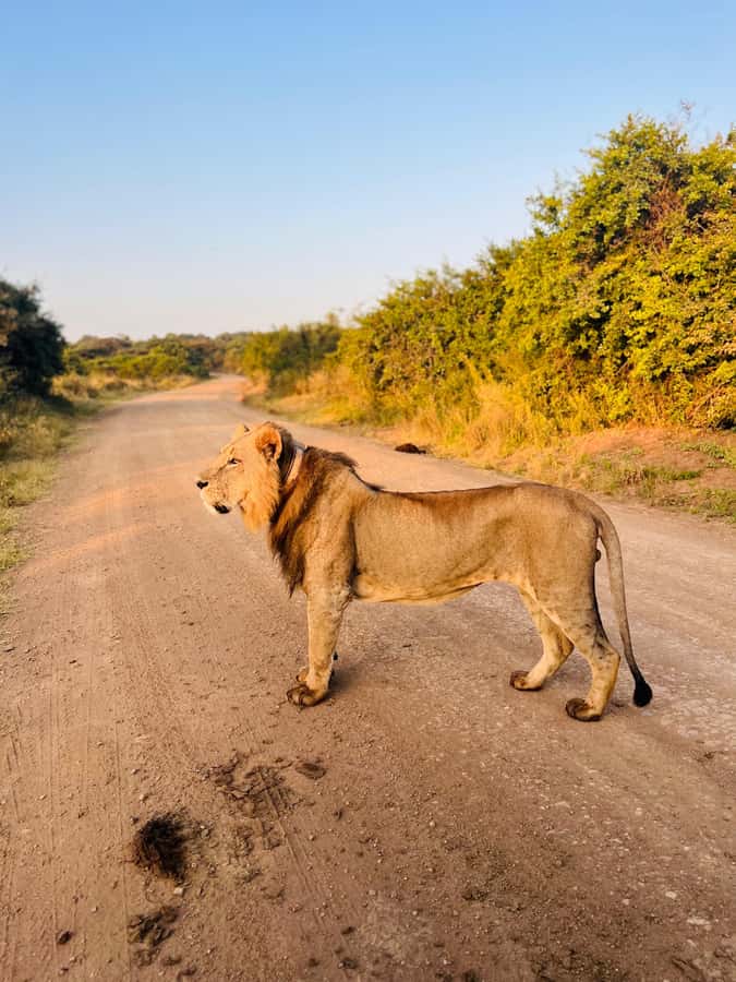 Nairobi: Half-Day Game Drive at Nairobi National Park - Quick facts worth knowing