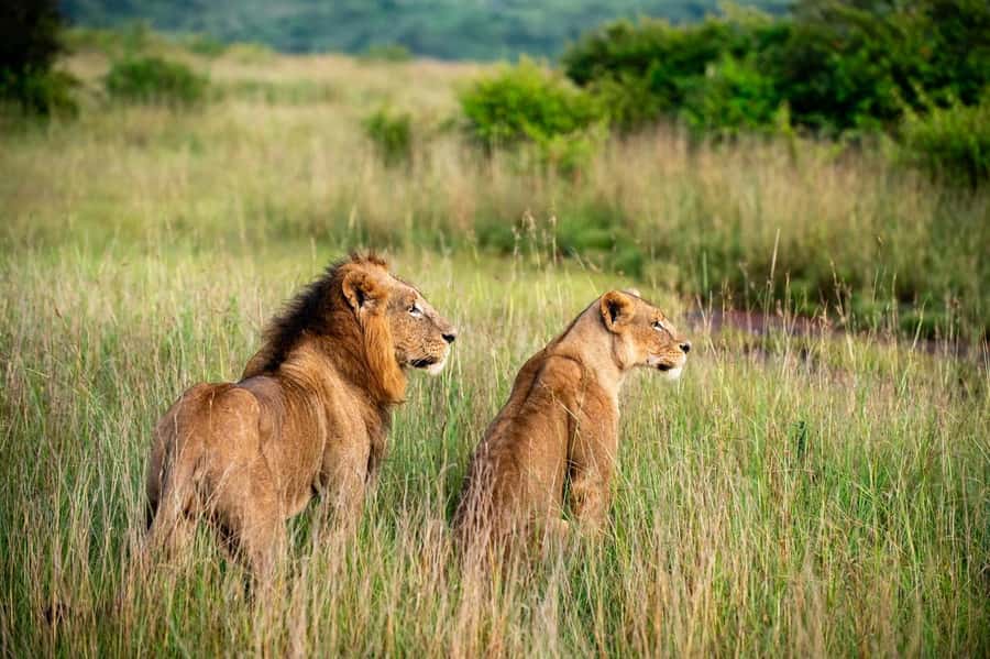 Nairobi: Half-Day Game Drive at Nairobi National Park - Why this city safari works so well