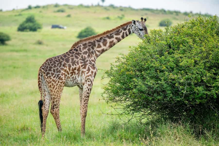 Nairobi: Half-Day Game Drive at Nairobi National Park - Monkeys at the entrance and the start of the game drive