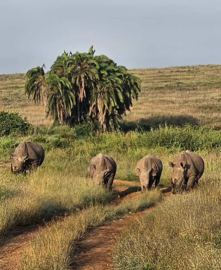 Nairobi: Half-Day Game Drive at Nairobi National Park - The Kazuri Beads Factory adds a different kind of stop