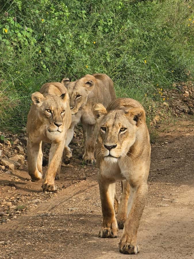 Nairobi: Half-Day Game Drive at Nairobi National Park - What the $60 price really covers