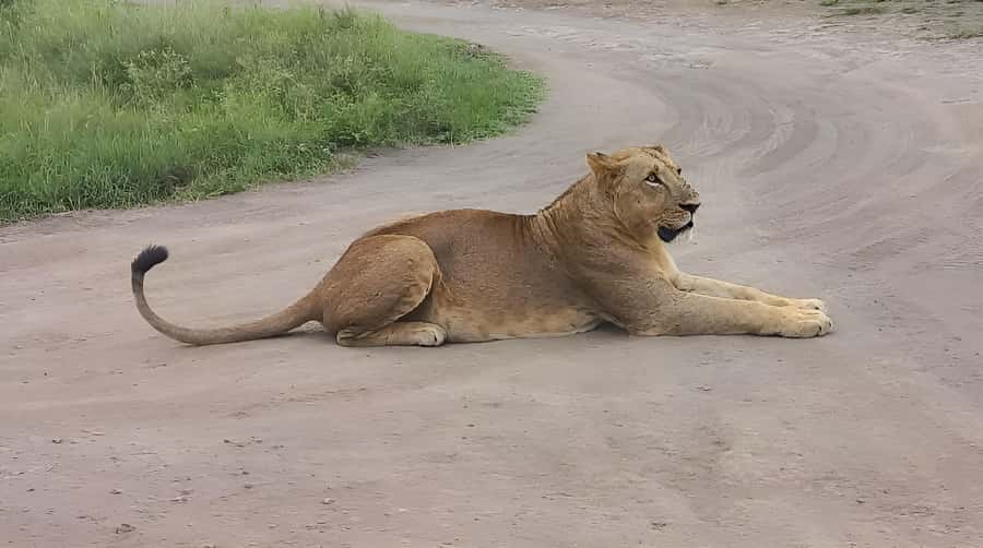 Nairobi: Half-Day Game Drive at Nairobi National Park - Timing, comfort, and practical preparation
