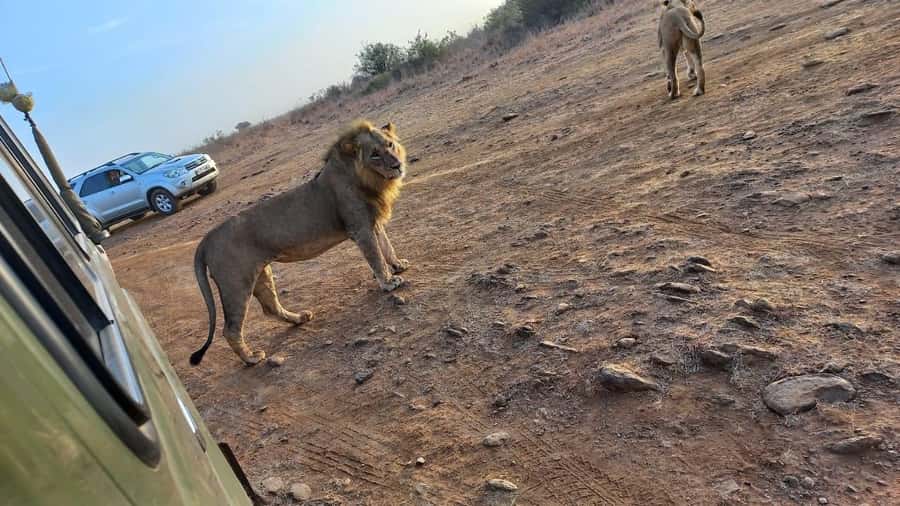 Nairobi: Half-Day Game Drive at Nairobi National Park - Who should book this Nairobi game drive?