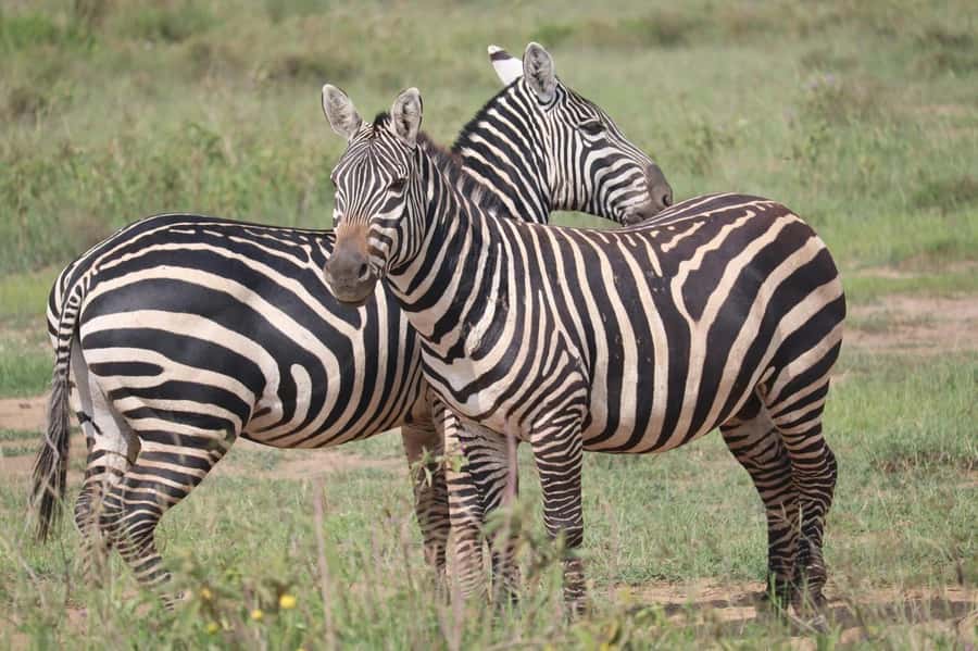 Nairobi: Half-Day Game Drive at Nairobi National Park - Pickup, the van ride, and your first views