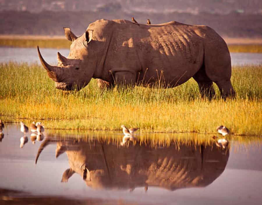 Nairobi: Half-Day Nairobi National Park Private Safari - Key points to know before booking