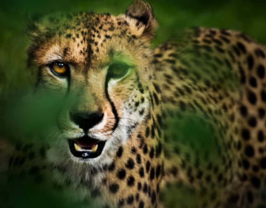 Nairobi: Half-Day Nairobi National Park Private Safari - A safari park beside Nairobi’s high-rises