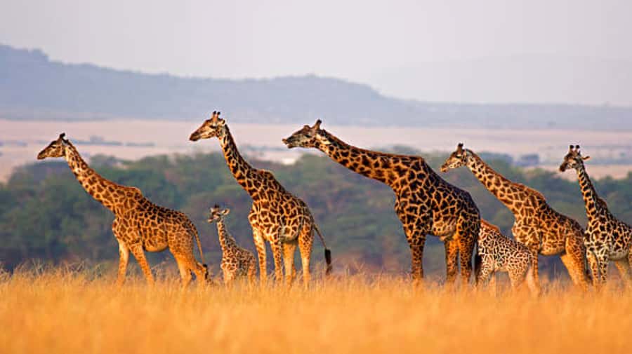 Nairobi: Half-Day Nairobi National Park Private Safari - Four to five hours among Nairobi’s wildlife