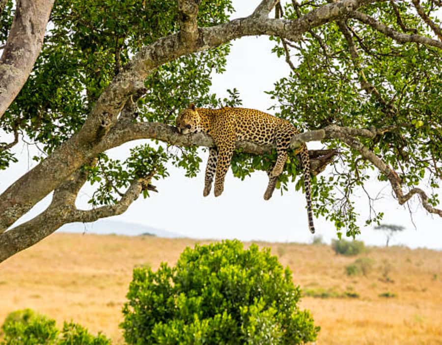 Nairobi: Half-Day Nairobi National Park Private Safari - The skyline view that makes this safari unusual