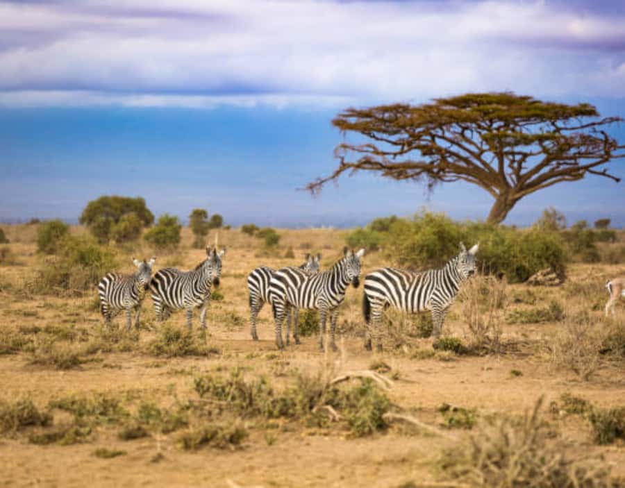 Nairobi: Half-Day Nairobi National Park Private Safari - Optional stops: Giraffe Centre or elephant orphanage