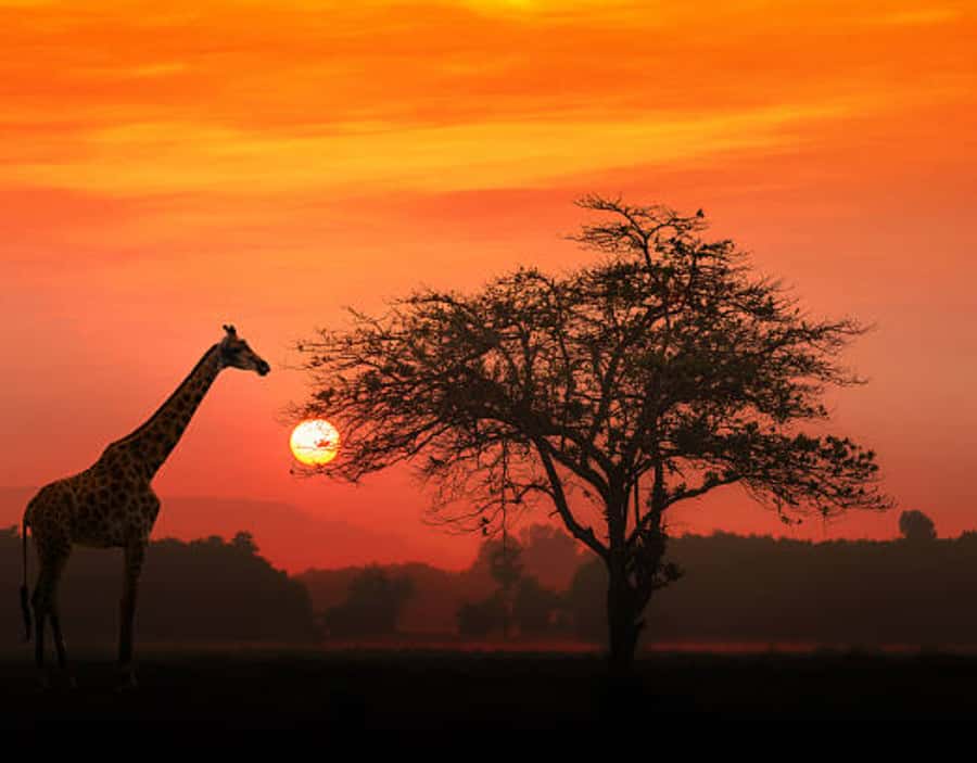 Nairobi: Half-Day Nairobi National Park Private Safari - What the $130 price really includes