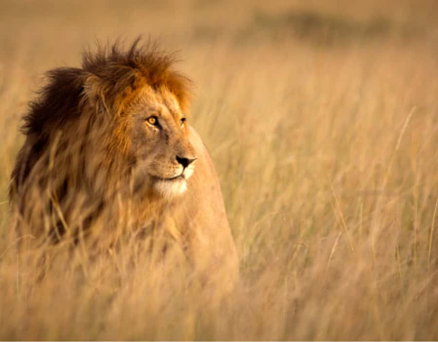 Nairobi: Half-Day Nairobi National Park Private Safari - Pickup from Nairobi hotels or the airport