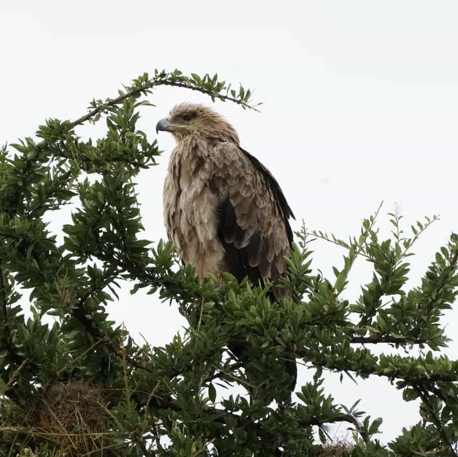 Nairobi: Hell's Gate National Park and Lake Naivasha Tour - Wildlife is part of the route, not a promise