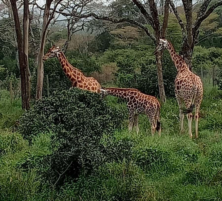 Nairobi: Hell's Gate National Park and Lake Naivasha Tour - The gorge walk adds the day’s best physical adventure
