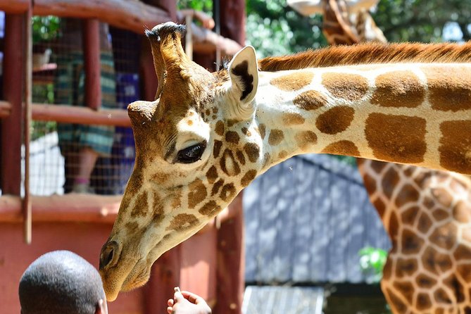Nairobi Highlights: Karen Blixen, Beads Factory & Giraffe Center Day Tour - The Giraffe Centre and a face-to-face meeting