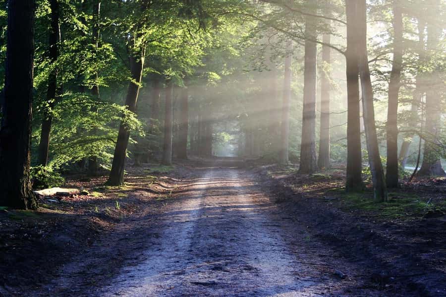 Nairobi: Karura Forest Guided Walking Tour - Key points before you book