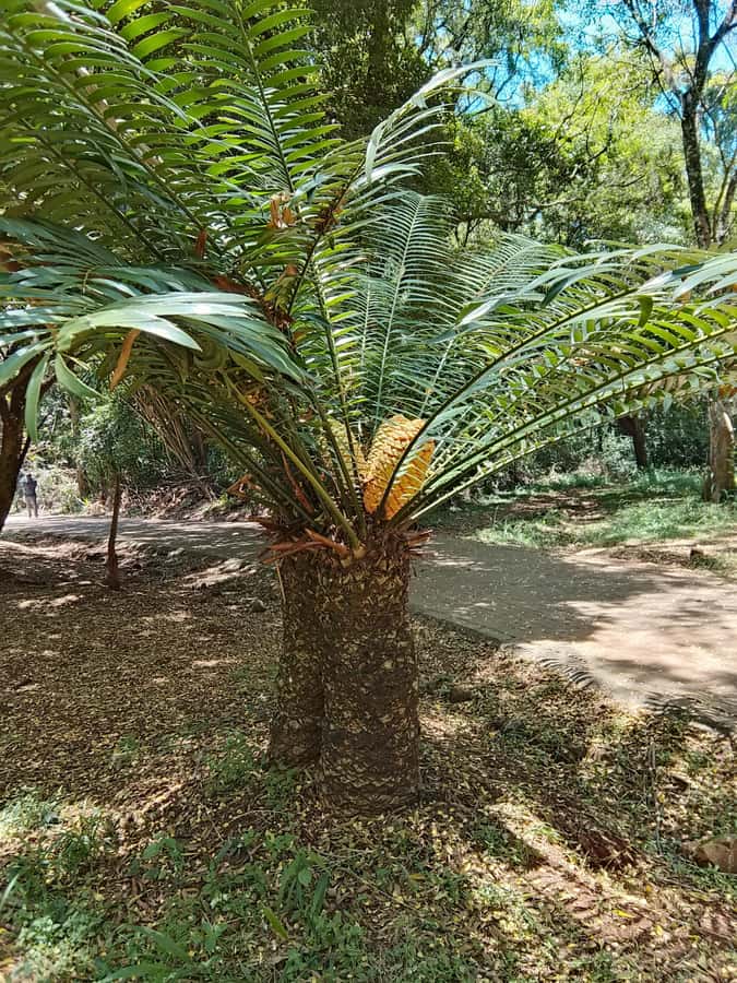 Nairobi: Karura Forest Guided Walking Tour - What the $51 price really covers