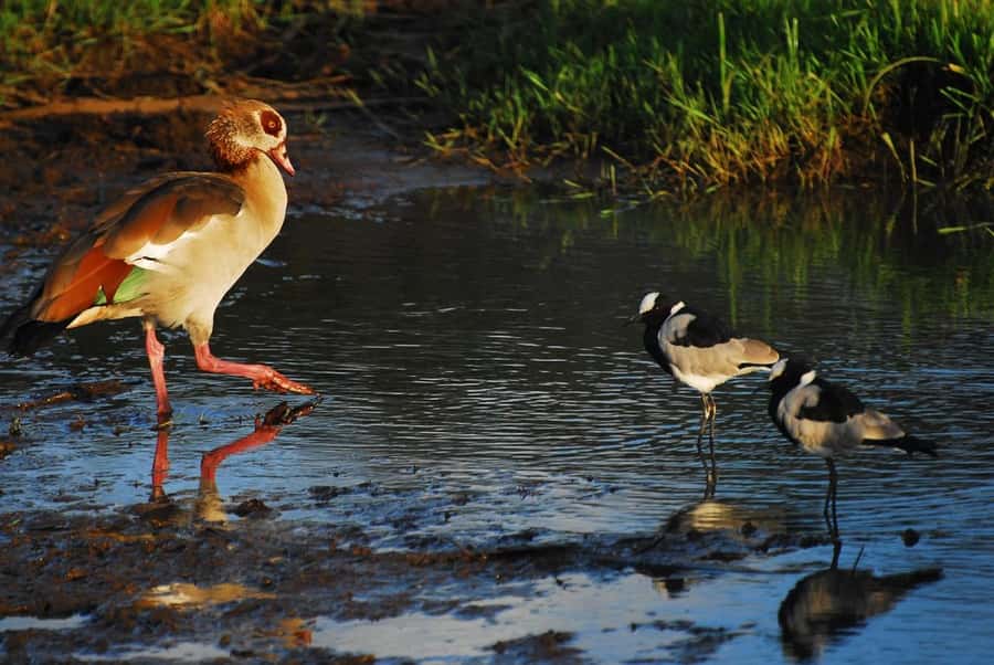 Nairobi: Karura Forest Guided Walking Tour - The guide can shape the whole experience