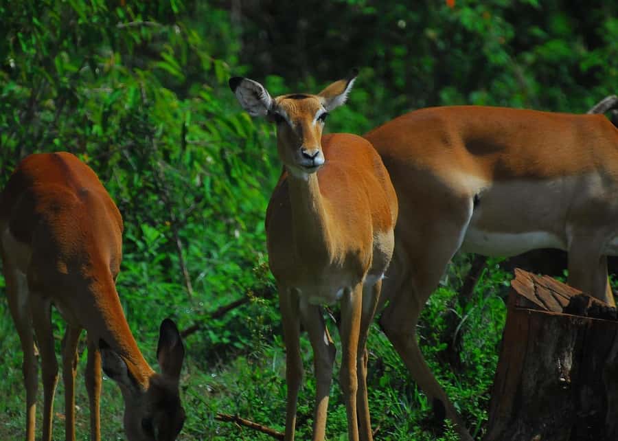 Nairobi: Karura Forest Guided Walking Tour - Starting at International House or Gate A