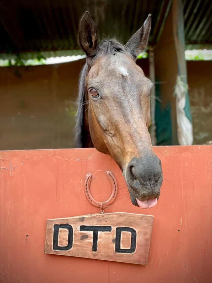 Nairobi: Karura Forest Horseback Riding Tour - Why Karura Forest works so well on horseback