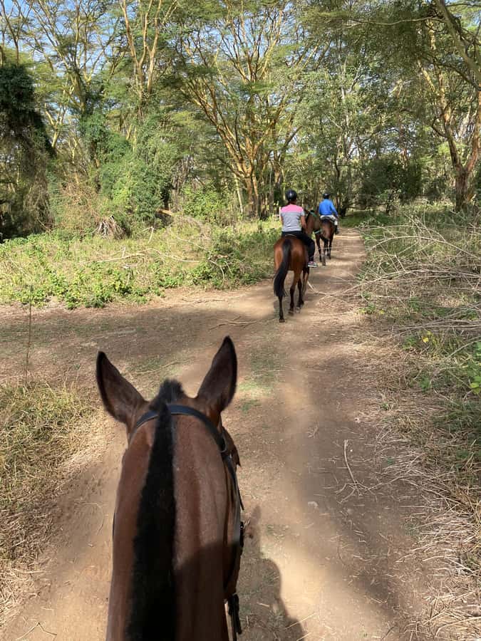 Nairobi: Karura Forest Horseback Riding Tour - The first few minutes: getting comfortable in the saddle