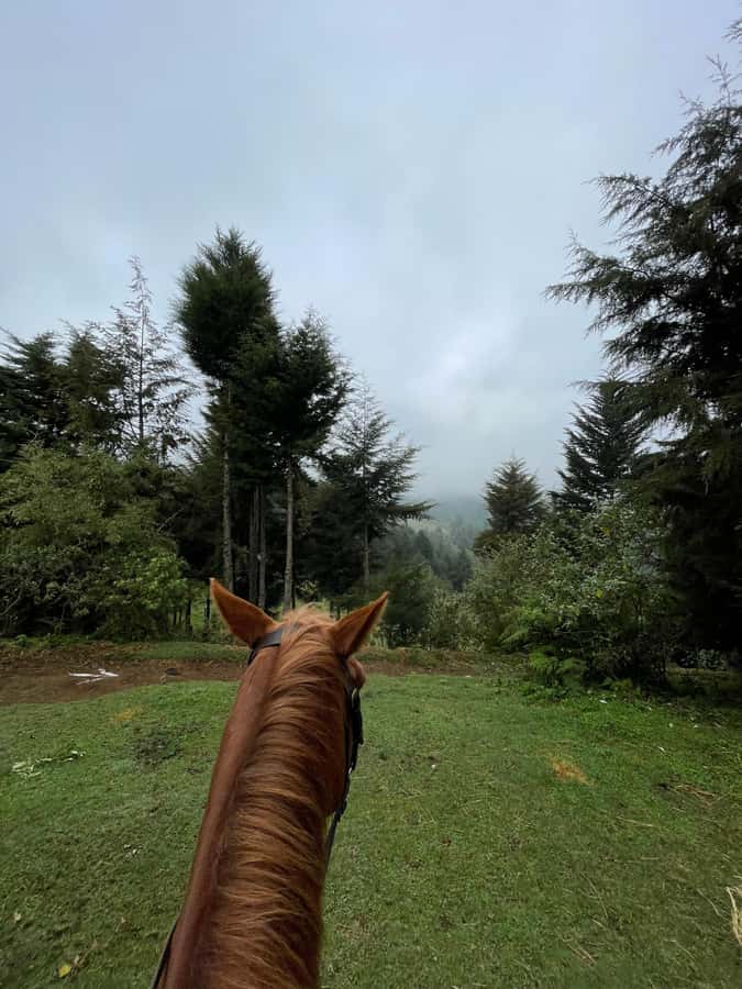 Nairobi: Karura Forest Horseback Riding Tour - Through the trees, rivers, and ponds