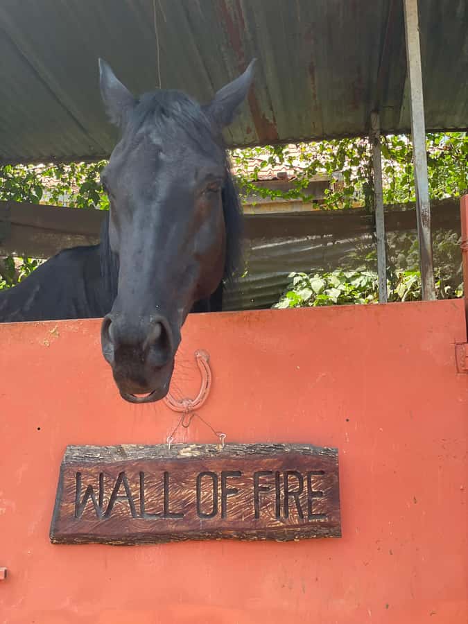 Nairobi: Karura Forest Horseback Riding Tour - Beginner pace or faster riding on approved paths