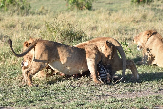 Nairobi layover - Who will enjoy this private safari most