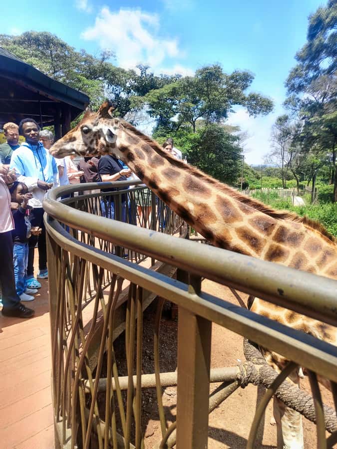 Nairobi: Museum, KICC, Giraffe Centre & Bomas of Kenya Tour - Should you book this tour?