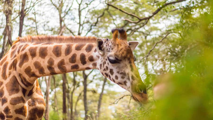 Nairobi: Museum, KICC, Giraffe Centre & Bomas of Kenya Tour - Why the guide can make or break the day