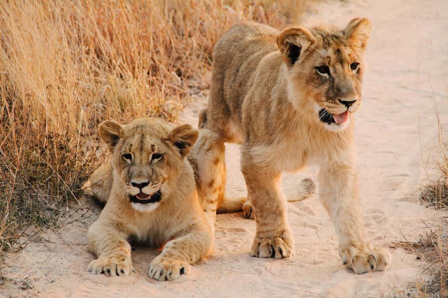 Nairobi : Nairobi National Park: 5- hours Guided Game Drive - Key points to know before booking
