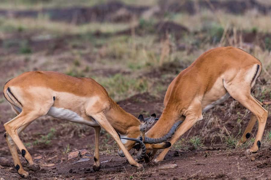 Nairobi : Nairobi National Park: 5- hours Guided Game Drive - Morning or afternoon: which departure should you choose?