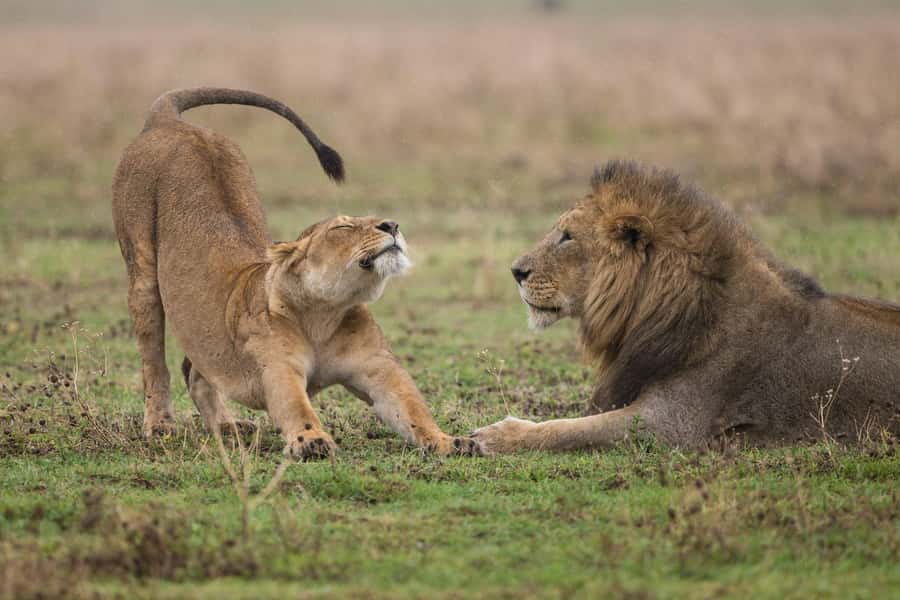 Nairobi : Nairobi National Park: 5- hours Guided Game Drive - Guides named George, Tasha, and Ruma