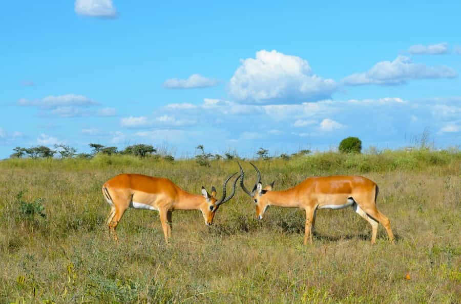 Nairobi : Nairobi National Park: 5- hours Guided Game Drive - The real price: $45 plus the park fee