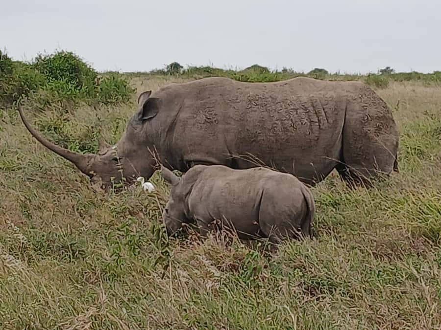Nairobi : Nairobi National Park: 5- hours Guided Game Drive - Who will get the most from this safari?