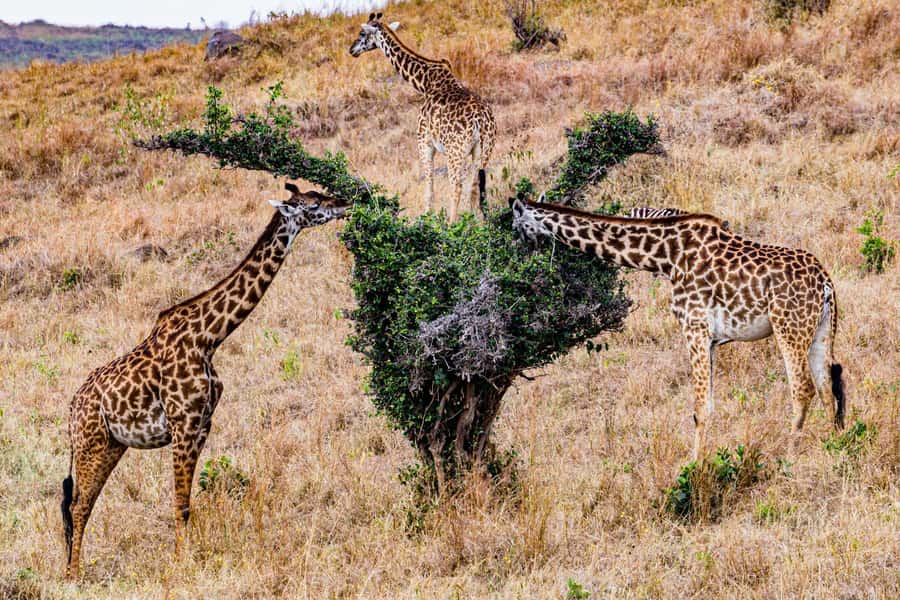 Nairobi : Nairobi National Park: 5- hours Guided Game Drive - Should you book this five-hour game drive?