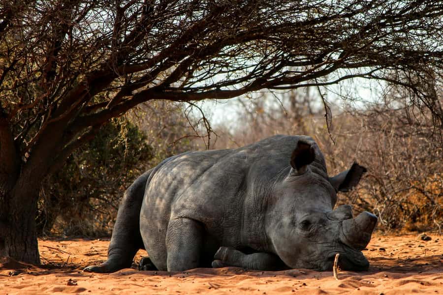 Nairobi : Nairobi National Park: 5- hours Guided Game Drive - The 30-minute ride from your hotel
