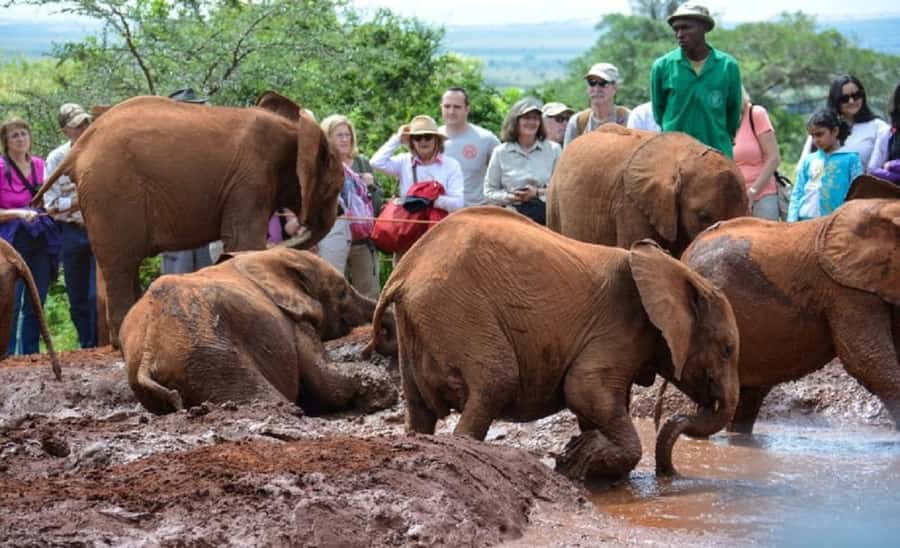 Nairobi:Nairobi national park,David sheldrick,GiraffeCenter - Key points at a glance