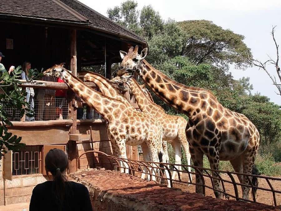 Nairobi:Nairobi national park,David sheldrick,GiraffeCenter - An early start from Nairobi hotels