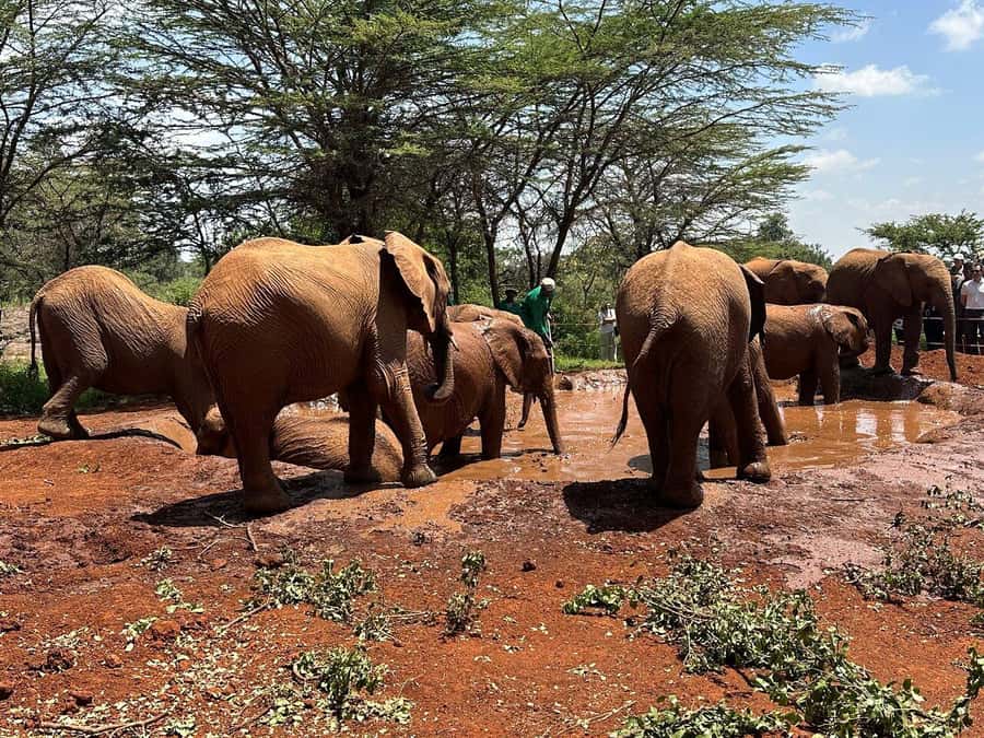 Nairobi:Nairobi national park,David sheldrick,GiraffeCenter - The David Sheldrick Wildlife Trust public feeding hour