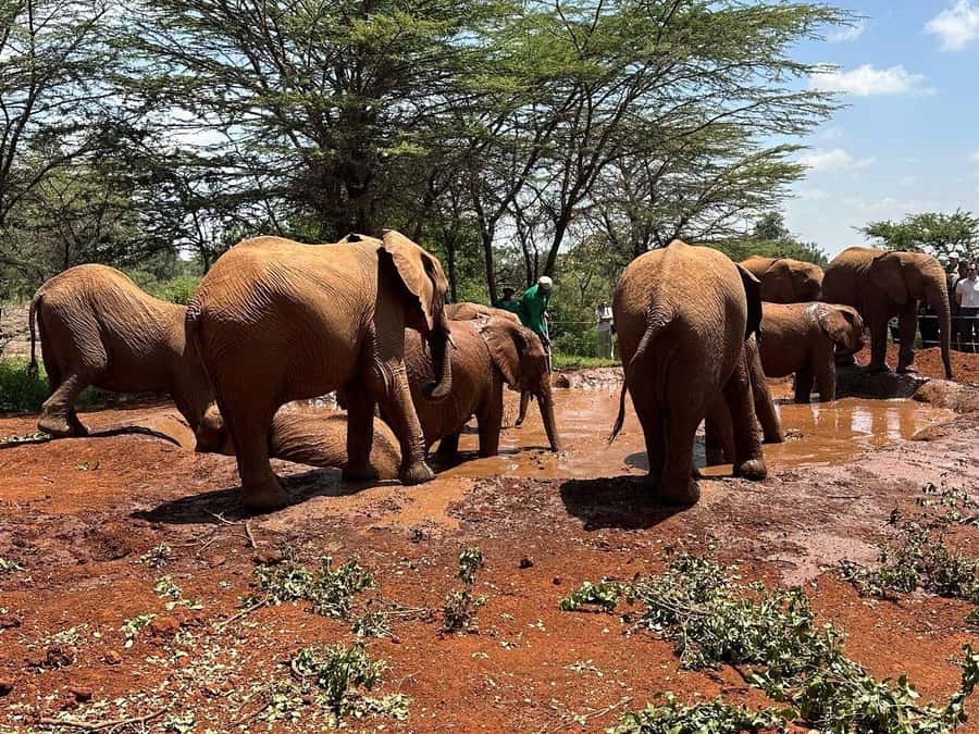 Nairobi:Nairobi national park,David sheldrick,GiraffeCenter - Should you book this tour?
