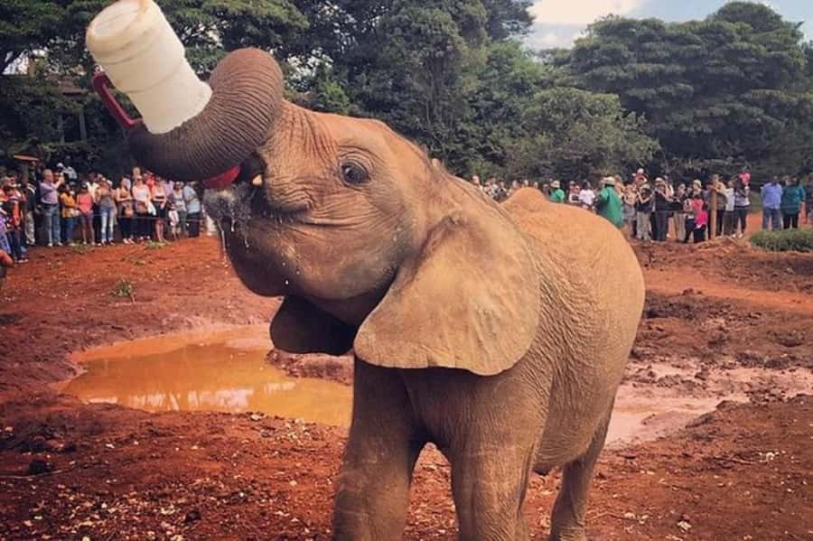 Nairobi:Nairobi national park,David sheldrick,GiraffeCenter - FAQ