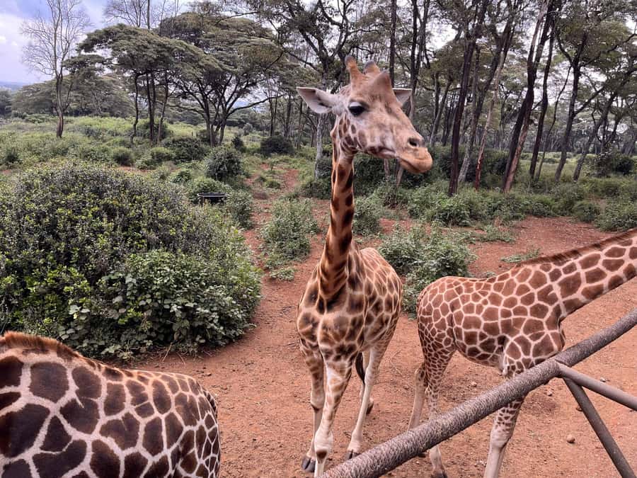 Nairobi:Nairobi national park,David sheldrick,GiraffeCenter - Nairobi National Park with the city close behind