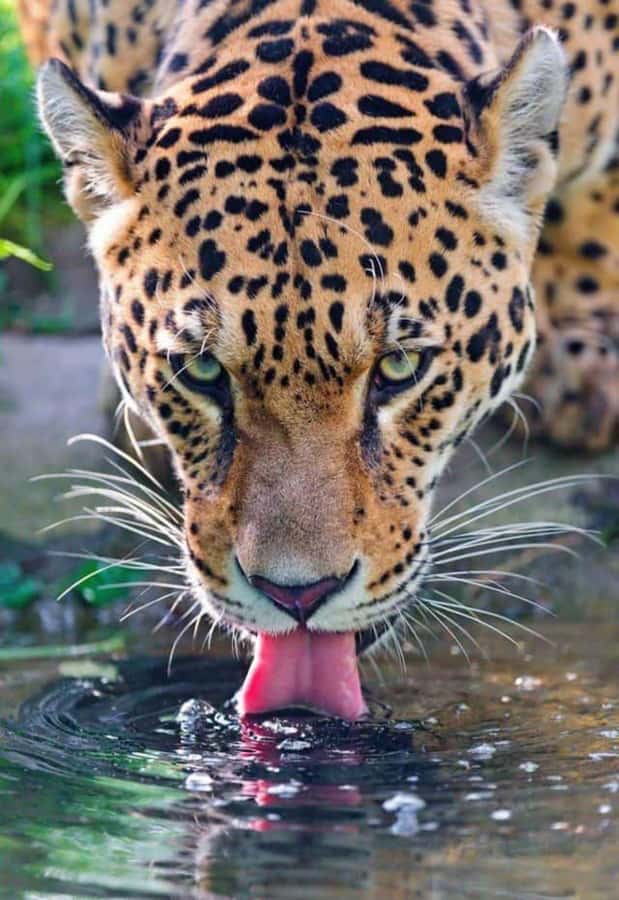 Nairobi: Nairobi National Park Half-Day Game Drive - Key points to know before booking