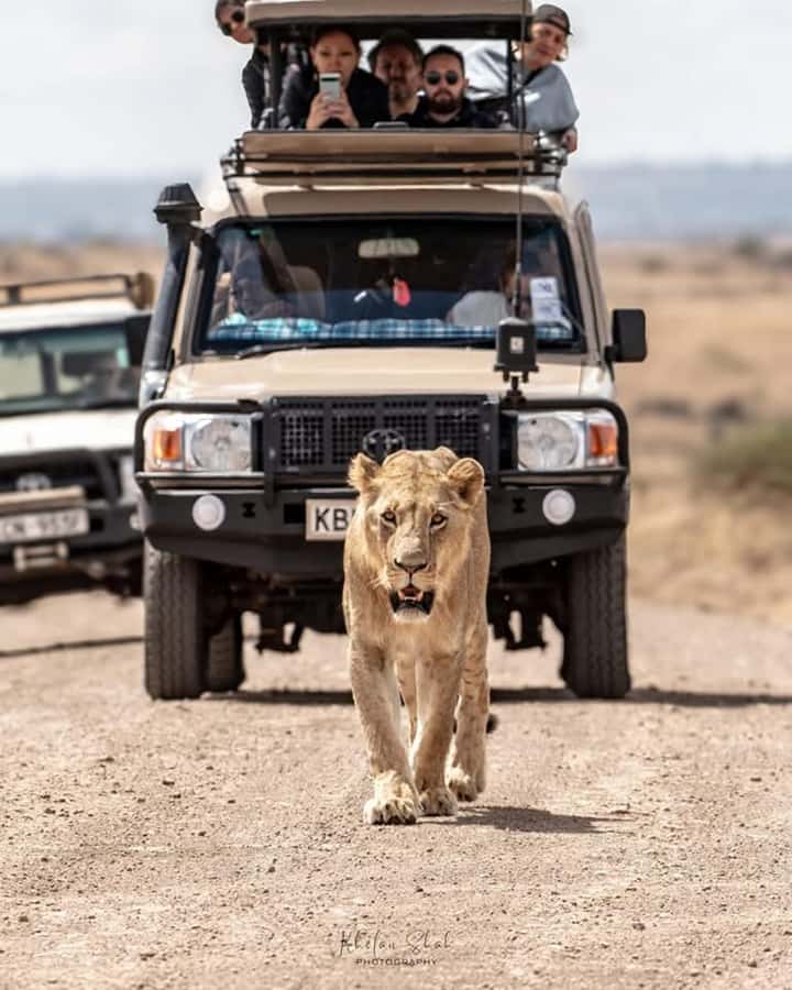 Nairobi: Nairobi National Park Half-Day Game Drive - Why Nairobi National Park works so well for a short visit