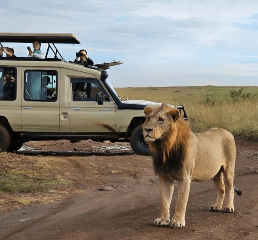 Nairobi: Nairobi National Park Half-Day Game Drive - Four hours among rhinos, lions, and giraffes