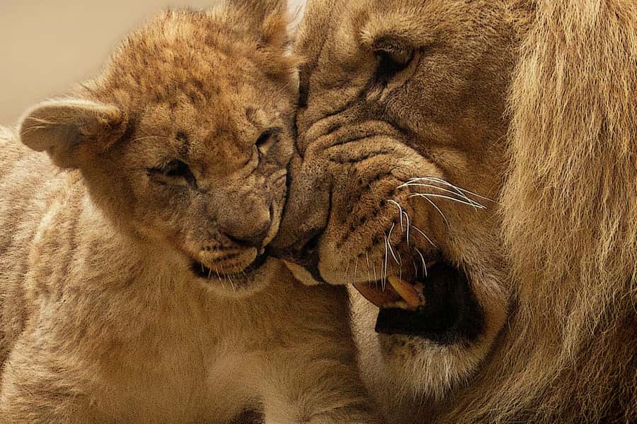 Nairobi: Nairobi National Park Half-Day Game Drive - Morning or afternoon: choose with care