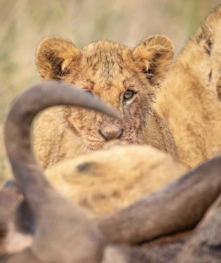 Nairobi: Nairobi National Park Half-Day Game Drive - The Nairobi skyline adds a memorable twist