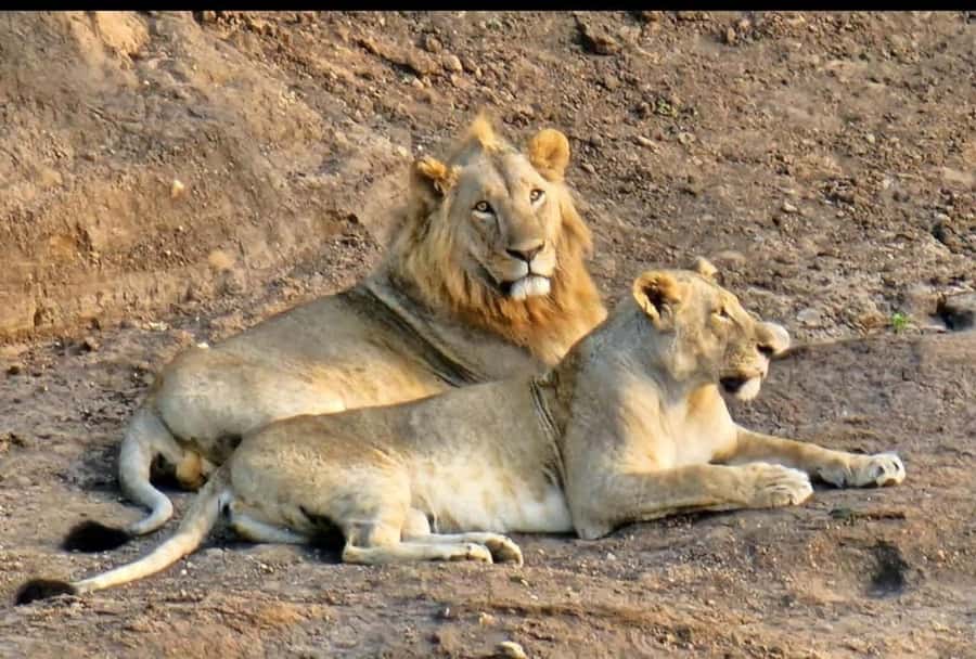 Nairobi: Nairobi National Park Half-Day Game Drive - Who I would recommend it to