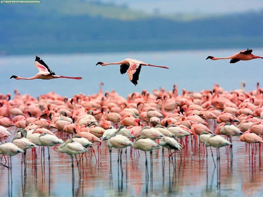 Nairobi: Nakuru National Park and Lake Naivasha Day Tour - Why this day tour works from Nairobi
