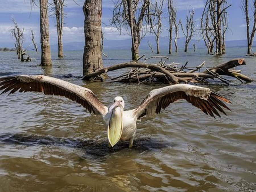 Nairobi: Nakuru National Park and Lake Naivasha Day Tour - Entering Lake Nakuru National Park around 9 a.m.